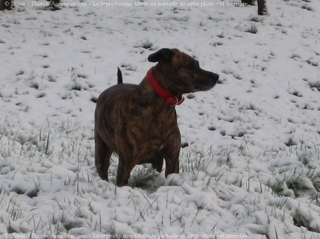 Photo d'American staffordshire terrier