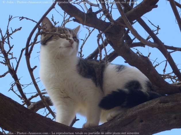 Photo de Chat domestique