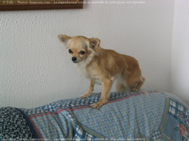 Photo de Chihuahua  poil long