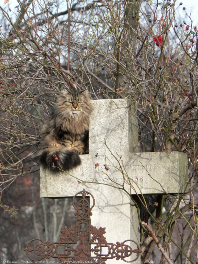 Photo de Chat domestique