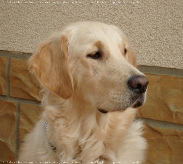 Photo de Golden retriever