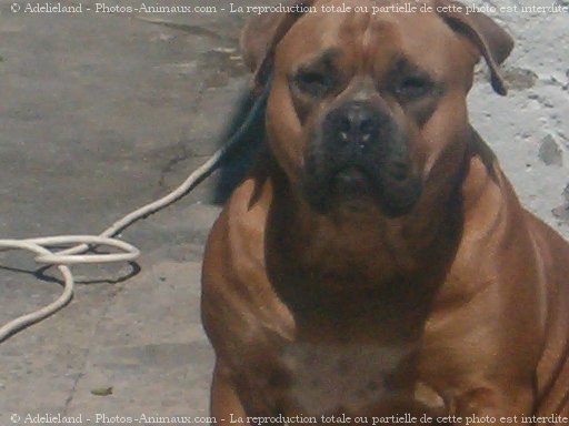 Photo d'American staffordshire terrier