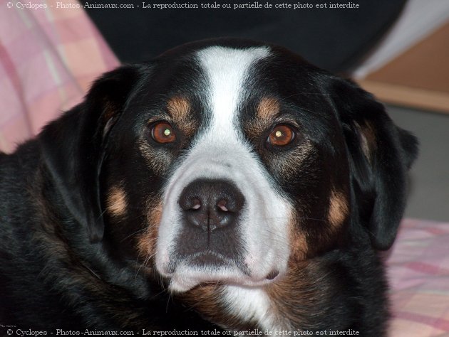 Photo de Bouvier de l'appenzell