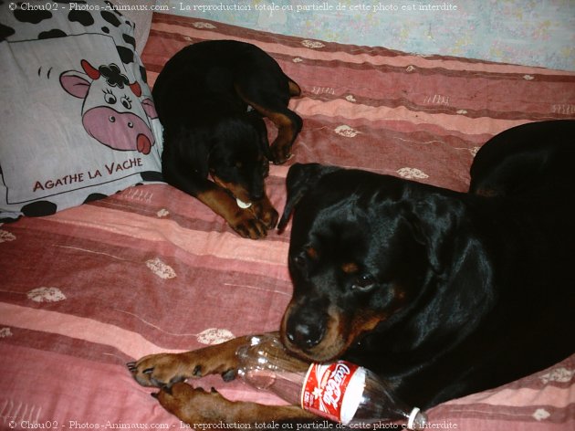 Photo de Rottweiler