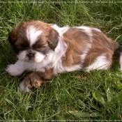 Photo de Shih tzu