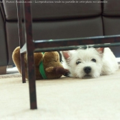 Photo de West highland white terrier