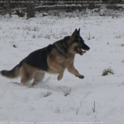 Photo de Berger allemand  poil court