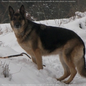 Photo de Berger allemand  poil court