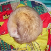 Photo de Furet