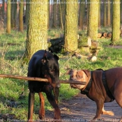 Photo d'American staffordshire terrier