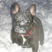 Photo de Bouledogue franais