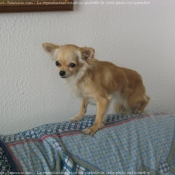 Photo de Chihuahua  poil long