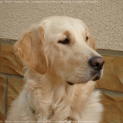 Photo de Golden retriever