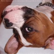 Photo de Boxer