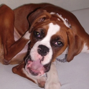 Photo de Boxer