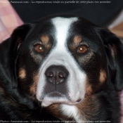 Photo de Bouvier de l'appenzell