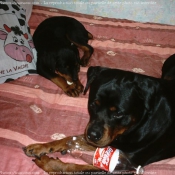 Photo de Rottweiler