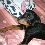 Photo de Rottweiler