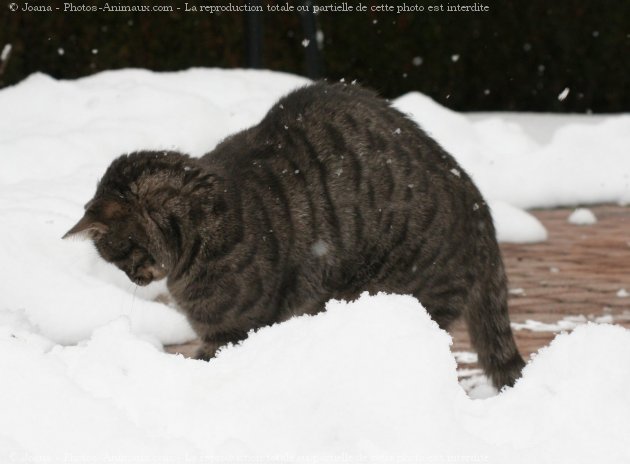 Photo de Chat domestique