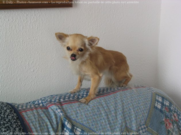 Photo de Chihuahua  poil long