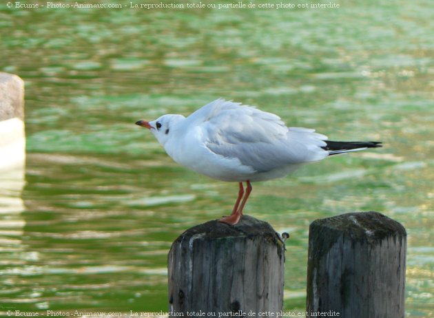 Photo de Mouette