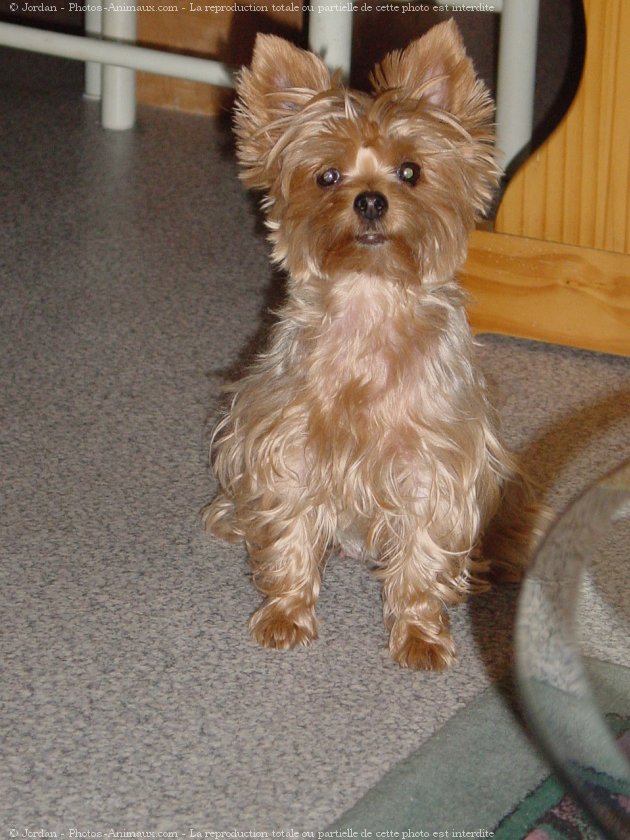 Photo de Yorkshire terrier