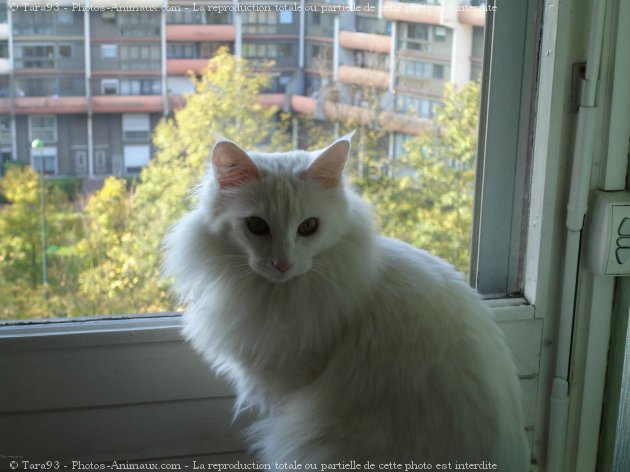 Photo d'Angora turc