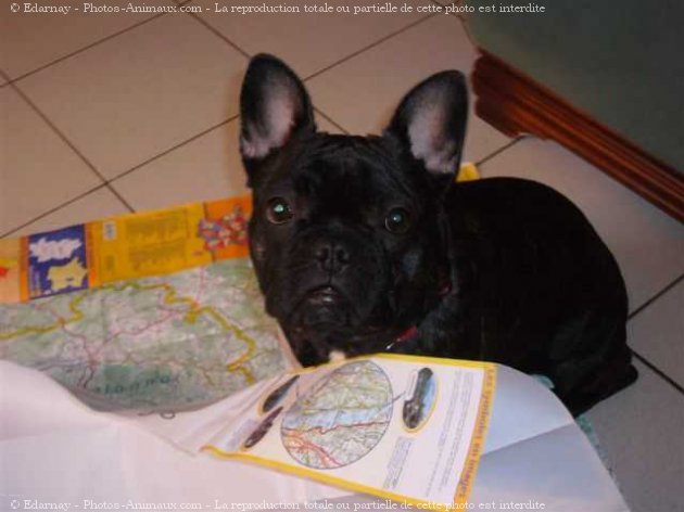 Photo de Bouledogue franais