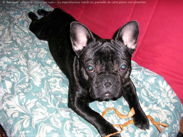 Photo de Bouledogue franais