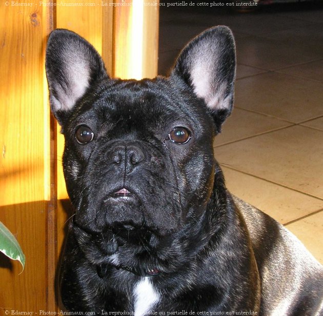 Photo de Bouledogue franais