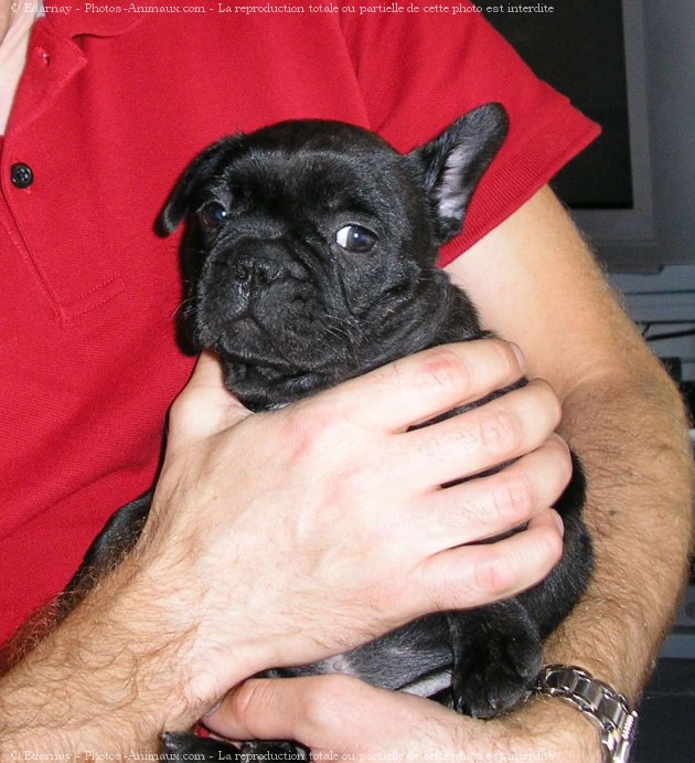 Photo de Bouledogue franais