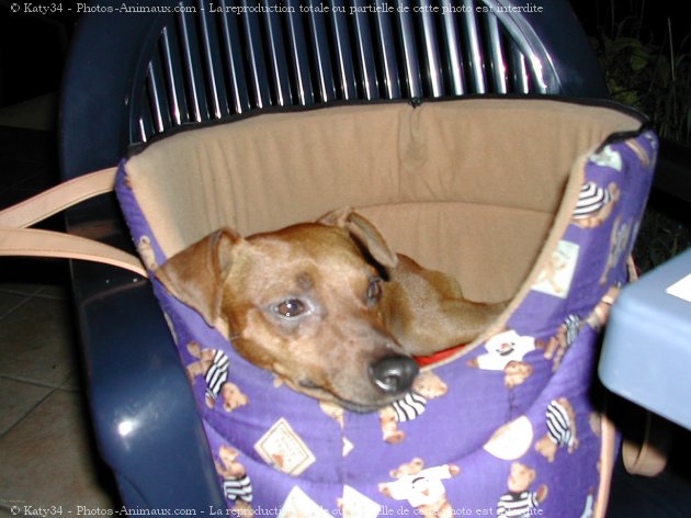 Photo de Pinscher nain