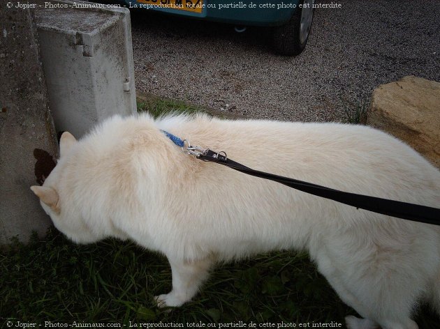 Photo de Berger blanc suisse