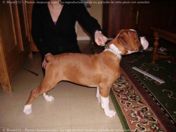 Photo de Boxer