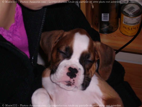 Photo de Boxer