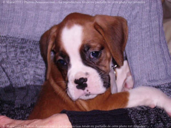 Photo de Boxer