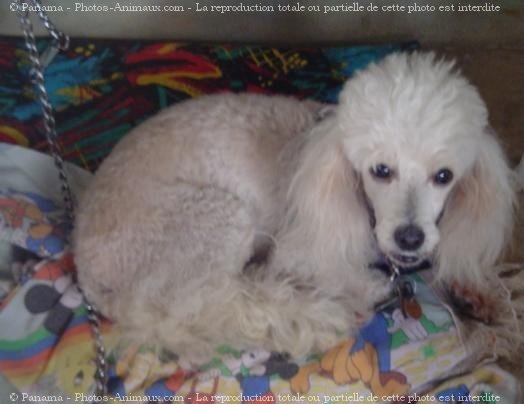 Photo de Caniche moyen