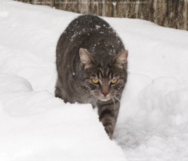 Photo de Chat domestique