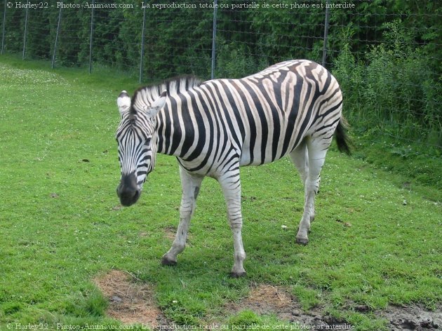 Photo de Zebre