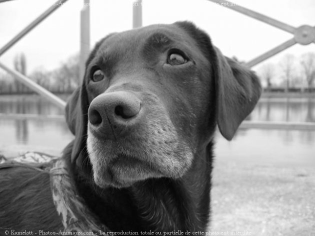 Photo de Labrador retriever