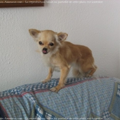 Photo de Chihuahua  poil long