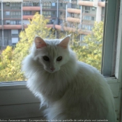 Photo d'Angora turc