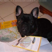 Photo de Bouledogue franais