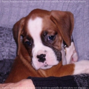 Photo de Boxer