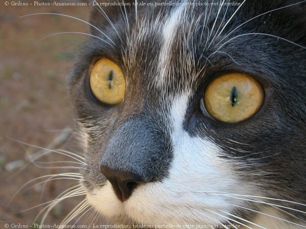 Photo de Chat domestique