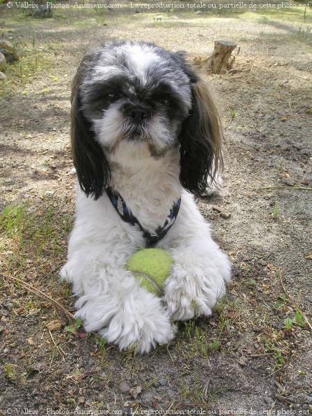 Photo de Shih tzu