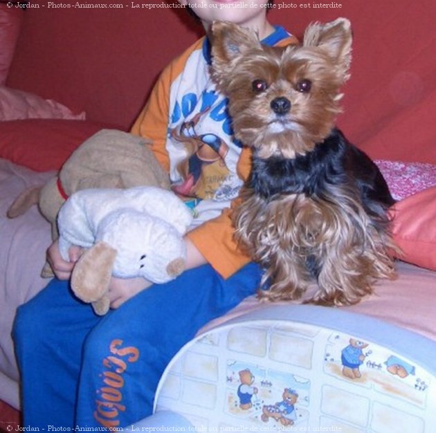 Photo de Yorkshire terrier