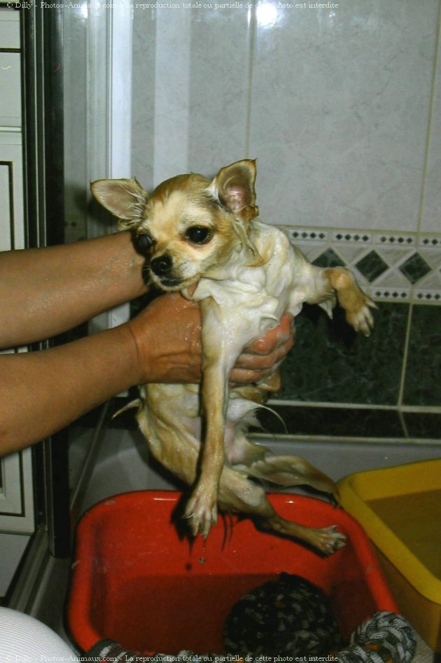 Photo de Chihuahua  poil long