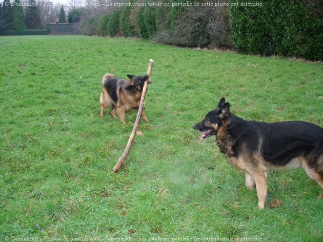 Photo de Berger allemand  poil court