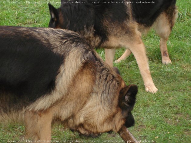 Photo de Berger allemand  poil court